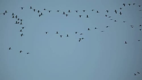Large Flock of Birds Flying in Blue Sky