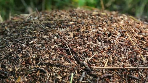 Ants Crawling On Anthill In The Woods 2