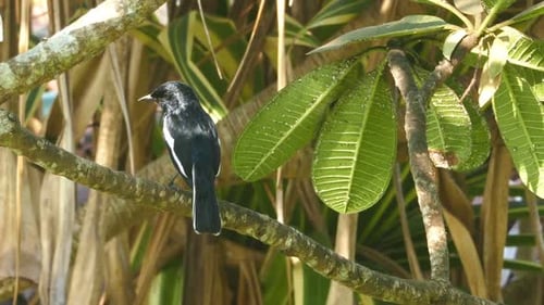 Orientalischer Elster-Robin (Copsychus Saularis) Vogel auf Baum