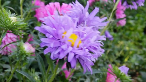 Aster Flower 1