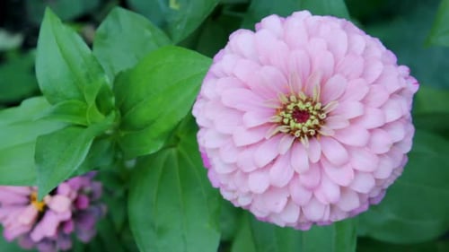 Close-up of Delicate Pink Zinnia Flower