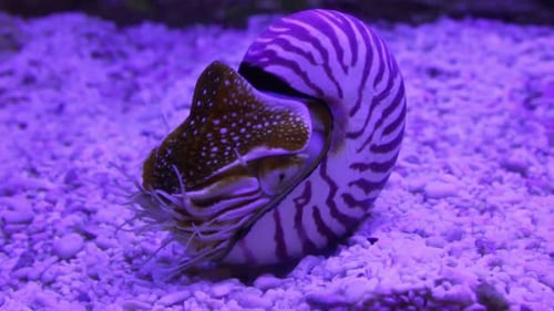 Beautiful Striped Chambered Nautilus Floating Underwater