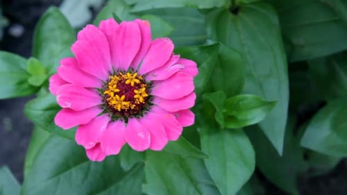 Vibrant Pink Zinnia Flower in Full Bloom