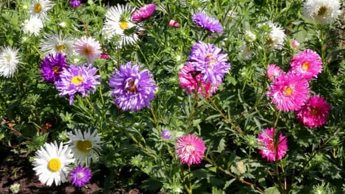 Aster Flowers 1