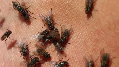 Flies Clustering Together in Close Up Shot