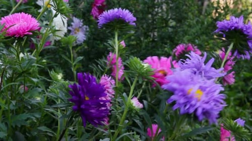 Aster Flowers 3