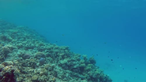 Underwater Landscape Fish Swim Among Corals In The Red Sea - Egypt 1