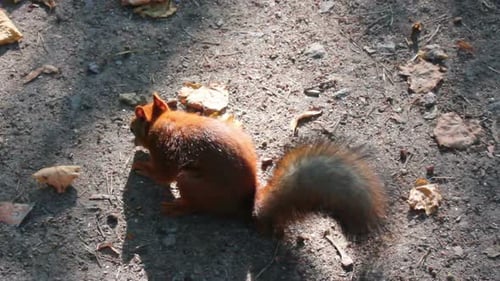 Squirrel Feeding Nuts In Park 1