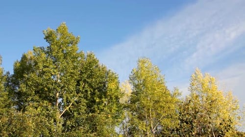 Herbst-Pappel im Wind Unter blauem Himmel