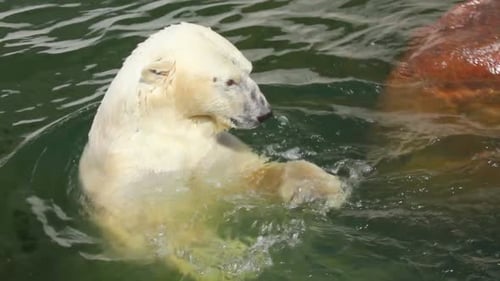 Erfreute Eisbär im Wasser