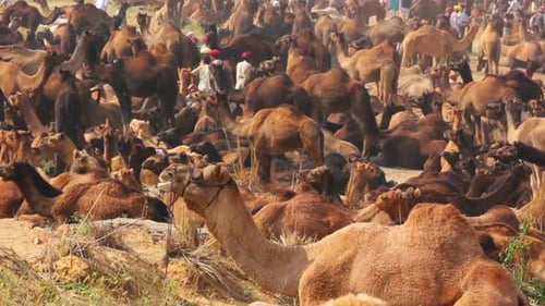 Large Group of Camels Resting in the Desert