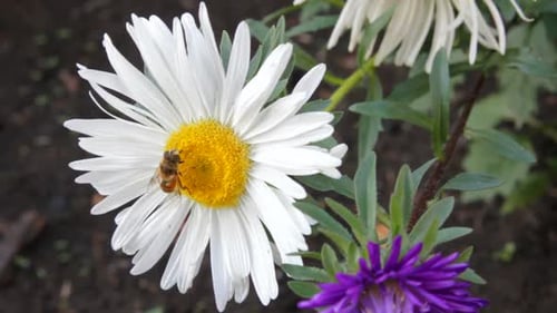 Biene auf Aster Blume