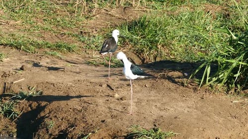 Schwarzflügelstelze, Rattenstelze (Himantopus Himantopus) Vögel in der Nähe des Sees