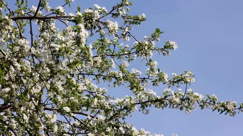 Blossom Apple Tree Branches
