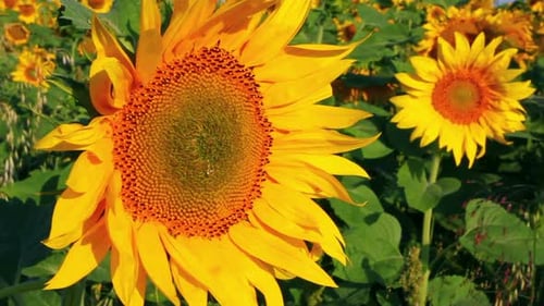 Blüte Sonnenblumen 2