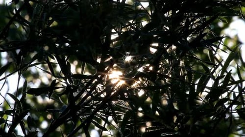 Sunlight Bursts Through the Forest Canopy