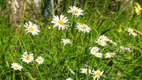 Chamomile In The Forest