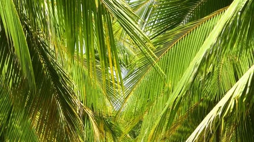 Tropical Green Palm Fronds Swaying in the Sun