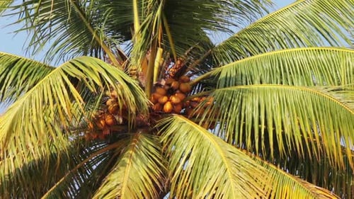 Lush Palm Tree with Coconuts on a Sunny Day