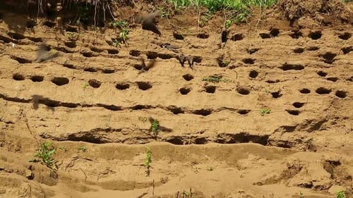 Colony Of Swallows On Steep Bank Of River 2