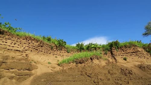Colony Of Swallows On Steep Bank Of River 3