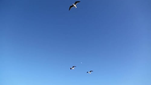 Group Of Seagull Flying In The Blue Sky 2