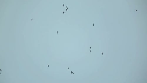 Black Birds Soaring Against Blue Sky