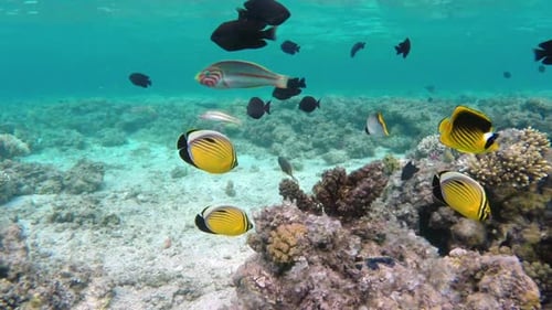Coral And Fish In The Red Sea - Egypt 1