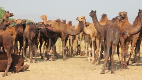 Camels During Pushkar Camel Fair 6