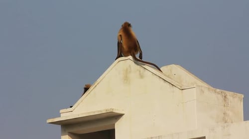 Entellus Monkeys On Building Top In Pushkar India 3