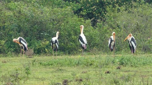 Painted Stork (Mycteria Leucocephala) Birds In Sri Lanka 2