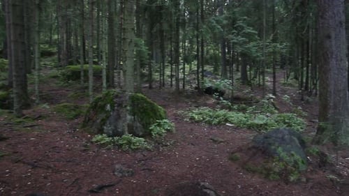 Panorama Of Dark Forest - Mossy Trees On Rocks