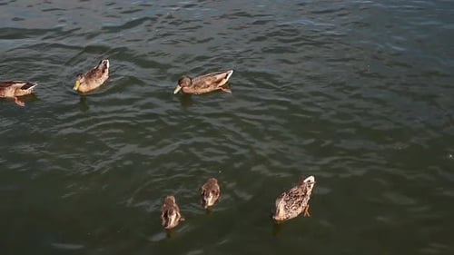 Enten im Teich füttern