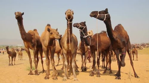 Kamele während der Pushkar Camel Fair 7