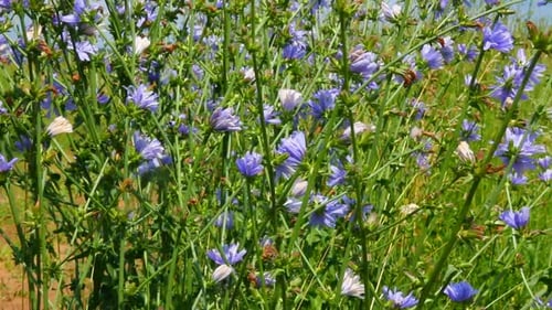 Chicory Flowers