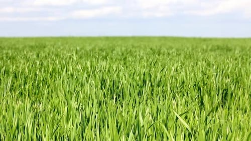 Green Field Wheat Under Blue Sky 2