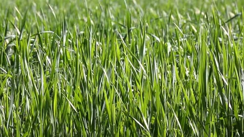 Green Wheat