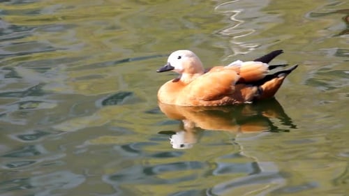 Mandarin-Ente