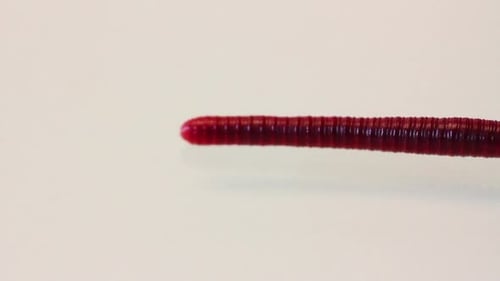 Red Worm Macro 2