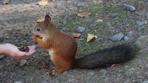 Squirrel Feeding Nuts In Park 2