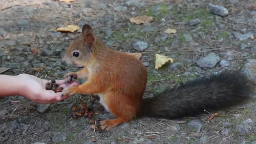 Squirrel Feeding Nuts In Park 3