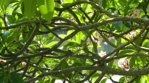 Tropical Tree with Lush Green Leaves and Flowers