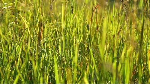 Sauterelles dans l'herbe, éclairées par le soleil couchant