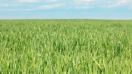 Green Field Wheat Under Blue Sky 1