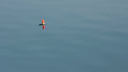 Fishing Bite - Float On Tranquil Water Of Lake 1