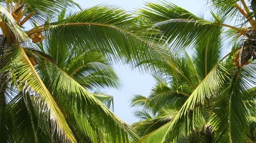 Lush Green Palm Trees Swaying Under Blue Sky