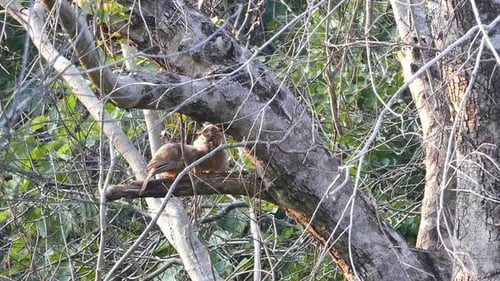 Jungle Babbler Birds (Turdoides Striatus) 2