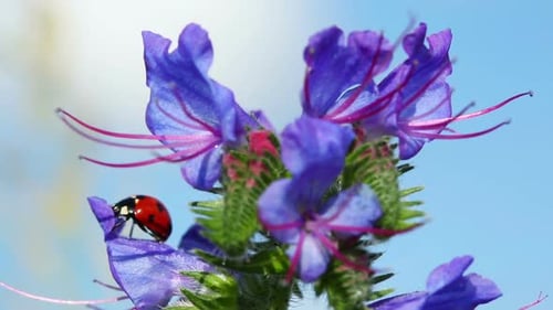 Marienkäfer auf blauer Blume - Macro Shot
