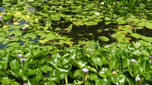 Lake Lotus Flowers 1