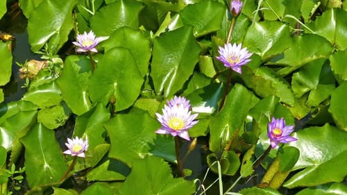 Lake Lotus Flowers 2